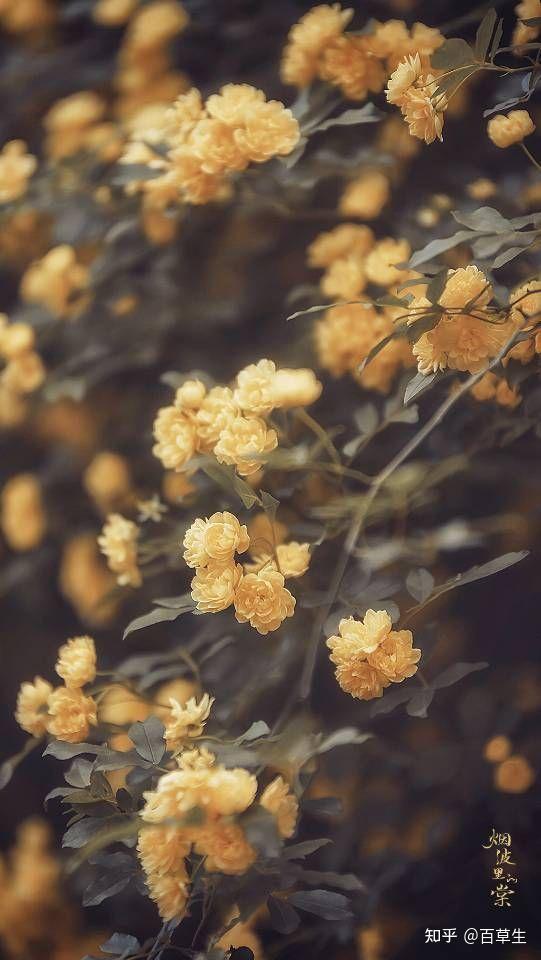 看花吗🌸超美的那种!!! - 知乎