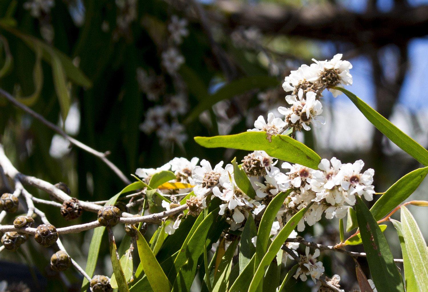 芳枸叶芳香茶树精油精油中的平衡木冠军