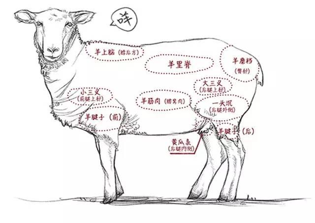 羊肚的分割图解部位图片