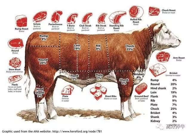 牛排–牛肉各部位名称图解 - 知乎
