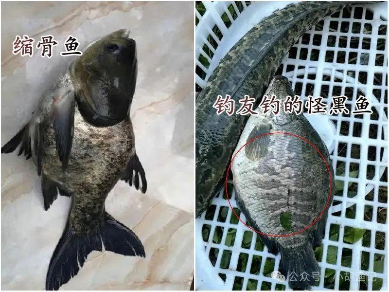 突变新物种广东男子钓到怪异黑鱼鱼身又宽又短像鲫鱼