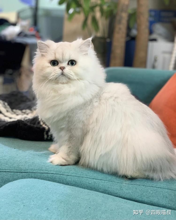 如何挑选金吉拉猫咪