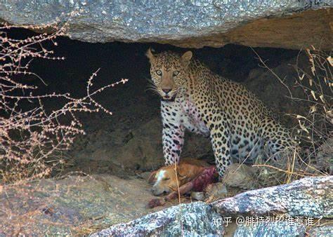 战斗力最强的猫科动物 v2-b7a646897b76f47d4d9362a27ac73d45_r.jpg
