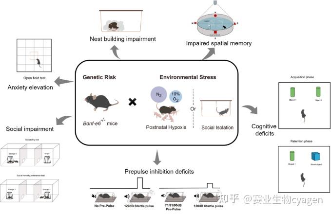 精神分裂症｜丢掉大众刻板印象，用行为学指标来量化疾病研究 - 知乎