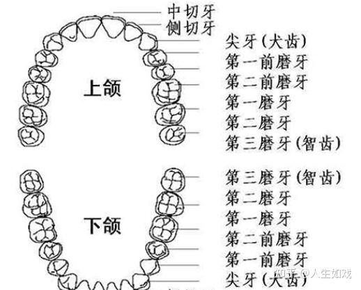 刷头面积越大,刷牙时省力,小刷头则容易能深入上颌牙齿第二磨牙,第三