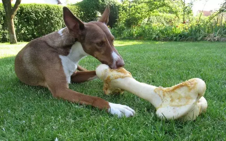 益生菌是什么它们对狗狗有什么作用