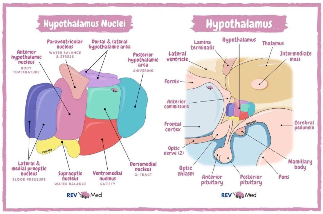 下丘腦核團美圖 - 知乎