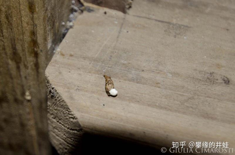 上图是一只壁虎在墙角留下的小坨粪便,上面那个白点就是尿酸固体