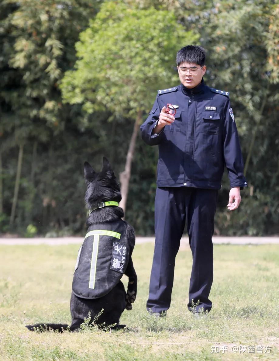 警营汪星人集合咸阳警犬年度训练现场海量图片