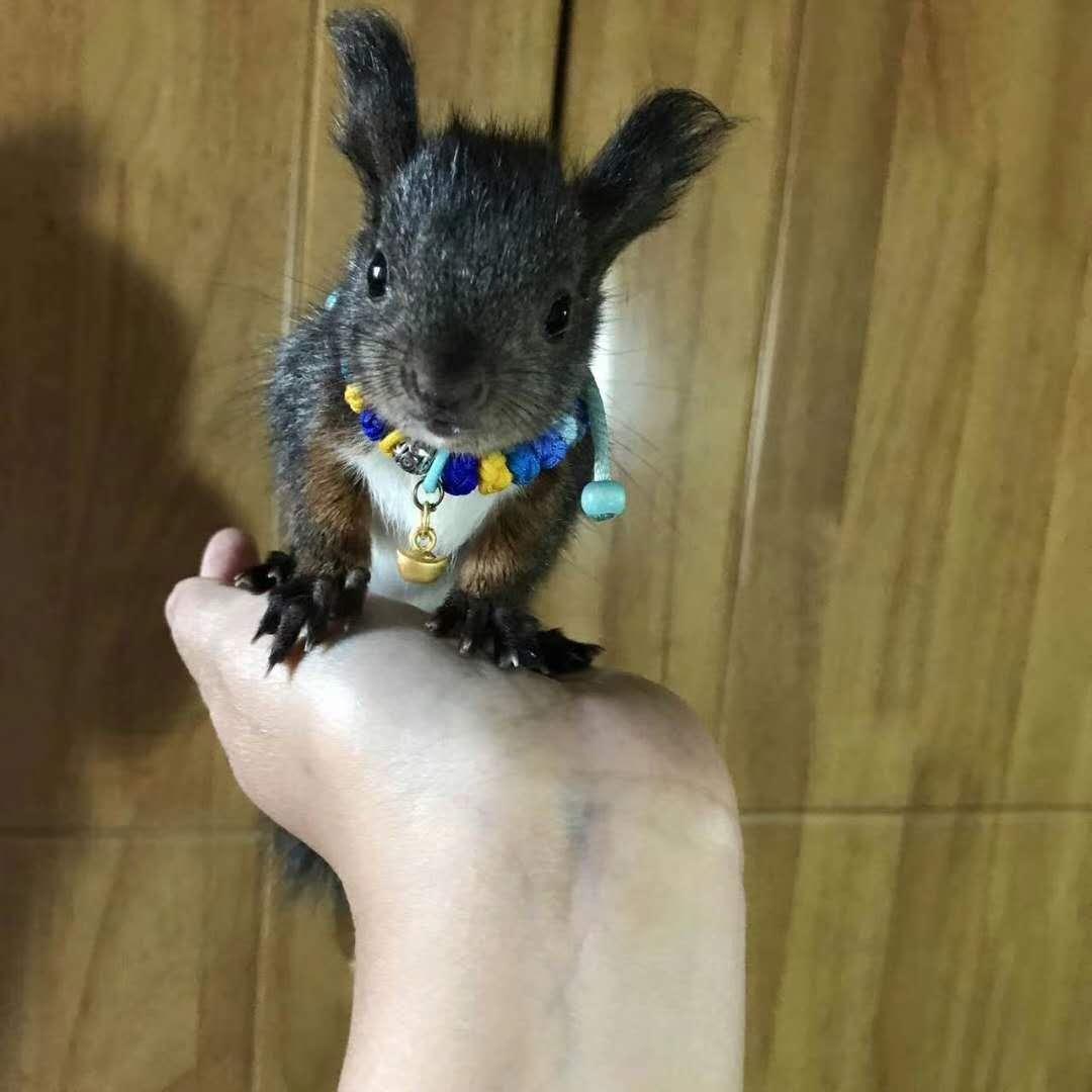 魔王松鼠幼崽你会养吗，养松鼠的那些坑
