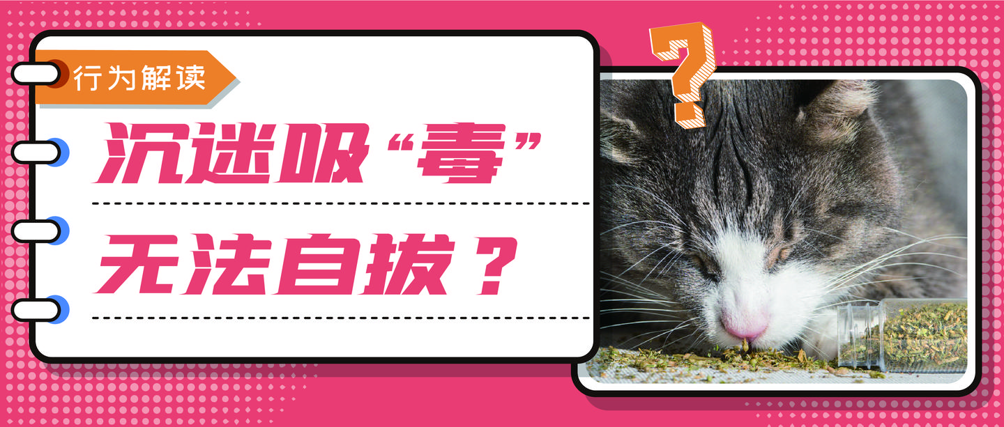 猫咪会对猫薄荷上瘾吗经常吸有什么危害