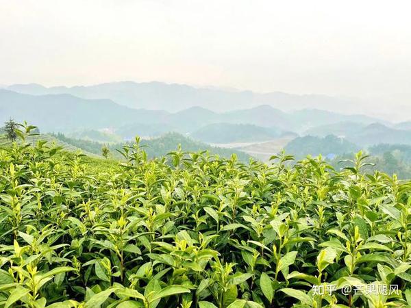 绿之韵好茶上市|舌尖上的鲜美滋味——三十九铺安化松针 - 知乎