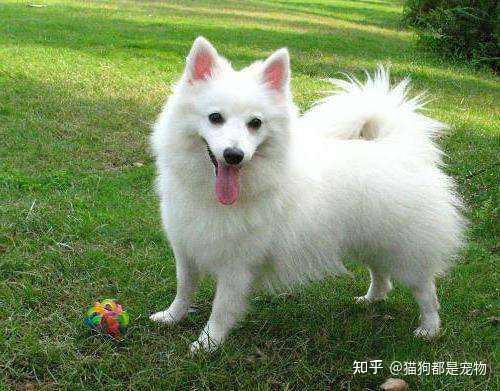 “博美犬”和“银狐犬”有什么区别?看完这6点你就明白了! - 知乎