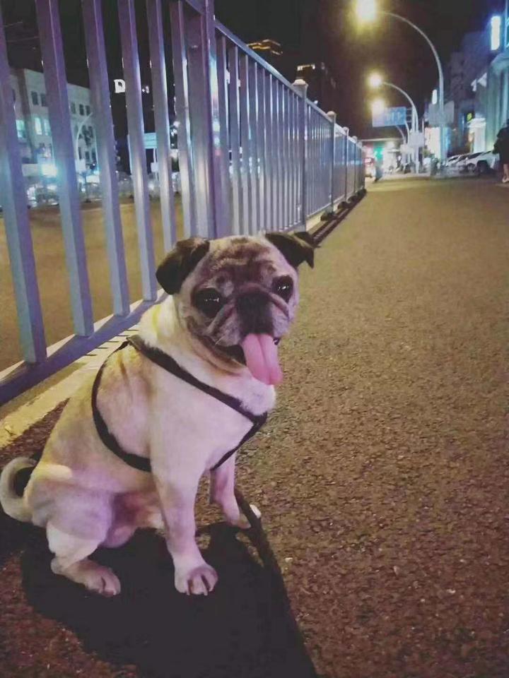 写给爱犬多多 - 知乎