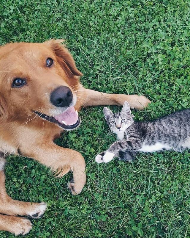 萌趣猫和狗的友谊太有爱了吧确定这不是跨越种族的爱情吗