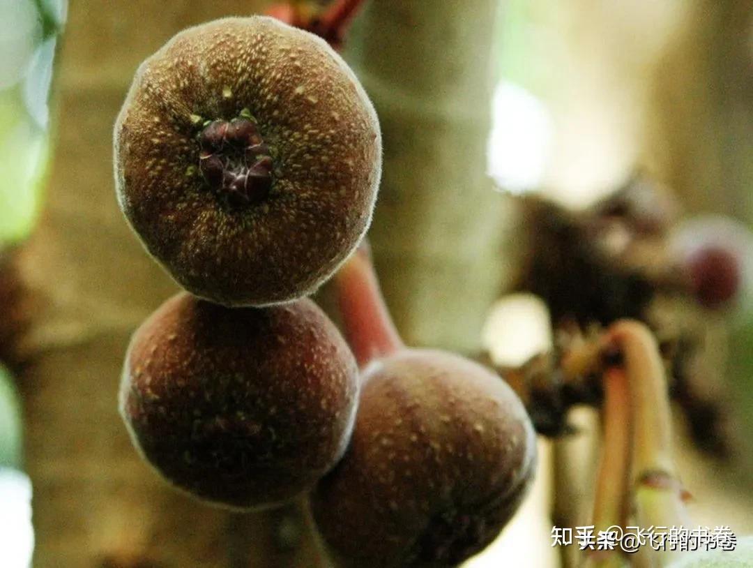 神秘的大果榕:世界上最大的无花果!你吃过吗 - 知乎