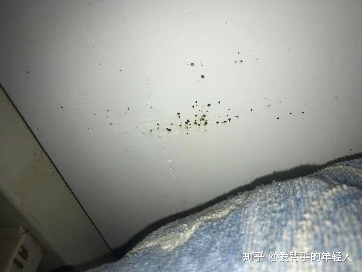寝室环境恶劣床上有虫是什么经历 - 知乎