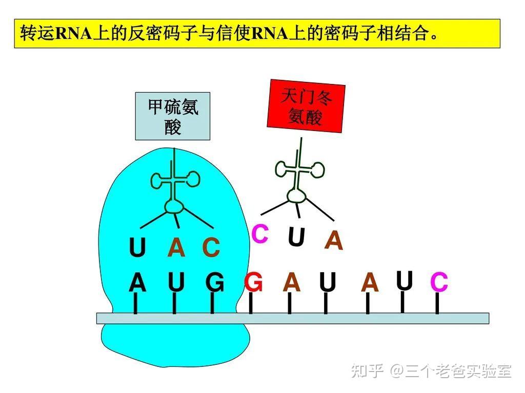 【进化之路2】一切生命活动的基本单元——细胞 - 知乎