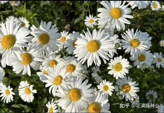 花中小清新,大滨菊该怎么栽种? - 知乎