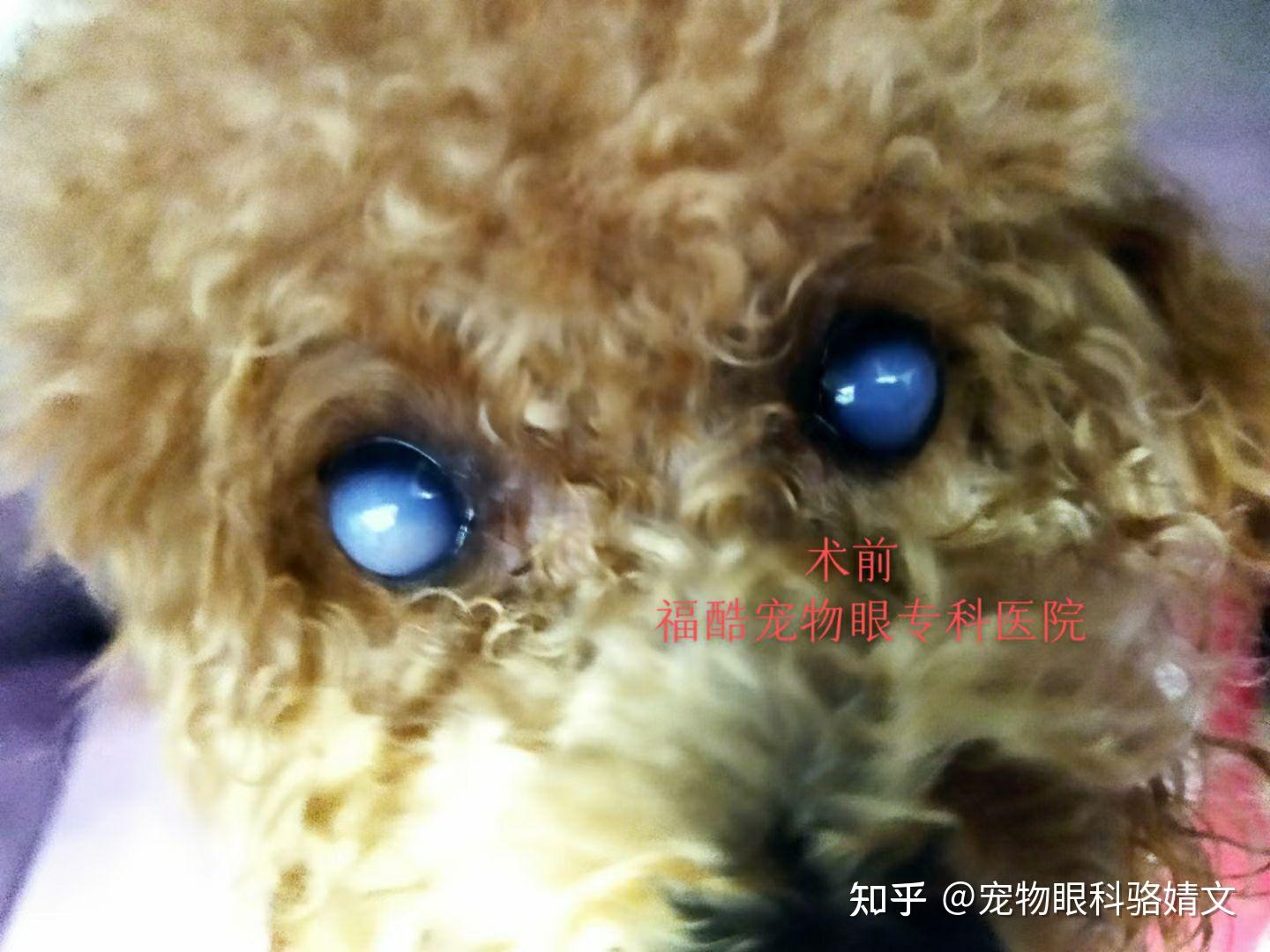 泰迪犬角膜水肿的治疗