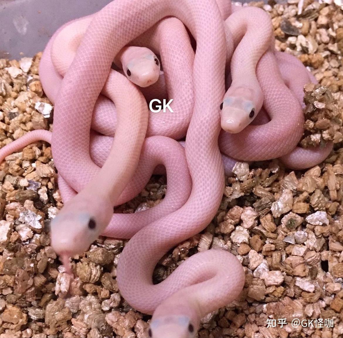 宠物蛇 - 知乎