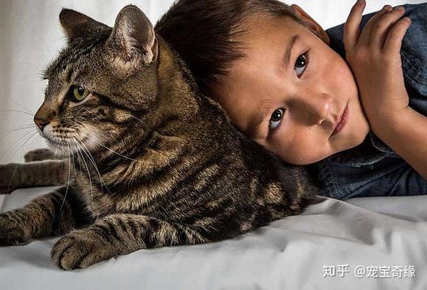 这都是真的 猫咪保护小主人 视频背后的故事 视频 知乎