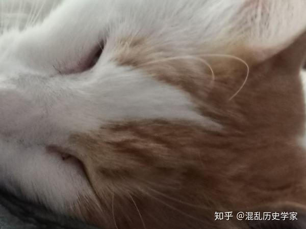 猫咪眼部上方毛突然稀疏了可能有哪些原因 英短猫眼睛上方毛少正常吗 艾帝网