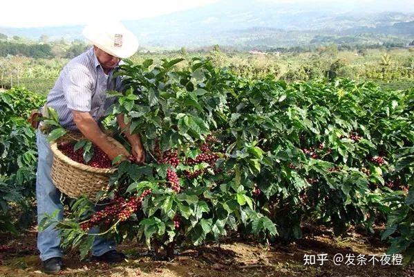 arabica阿拉比卡种并不等同好咖啡,而robusta罗布斯塔也不意味着是坏