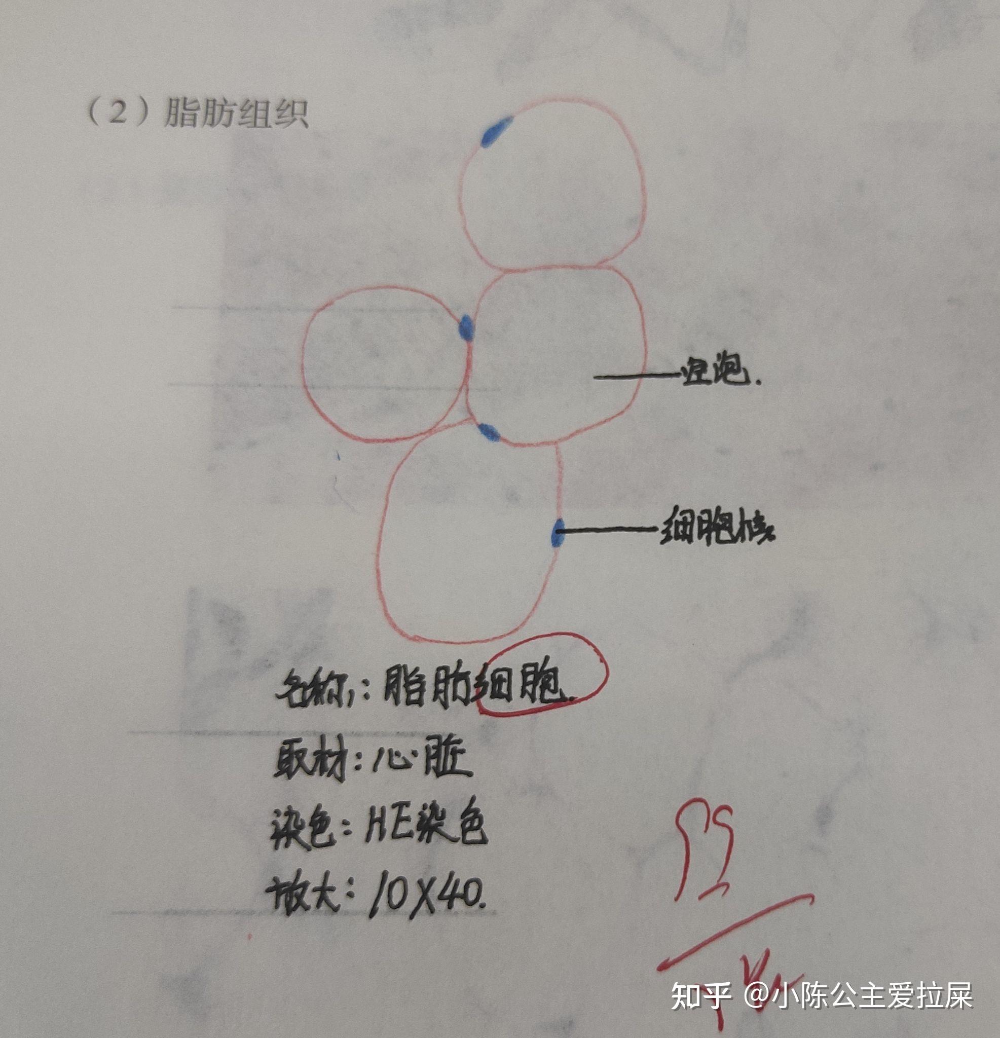 脂肪組織1.單層柱狀上皮10 人贊同了該文章小陳公主愛拉屎