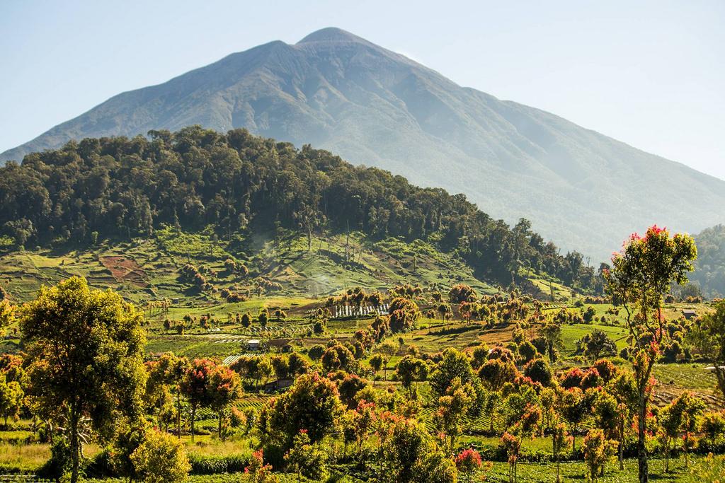 爪哇岛西边的大岛苏门答腊岛上的火山不多,所以这里的土壤不够肥沃