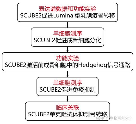 scube2調控免疫抑制的成骨細胞微環境介導luminal型乳腺癌的骨轉移