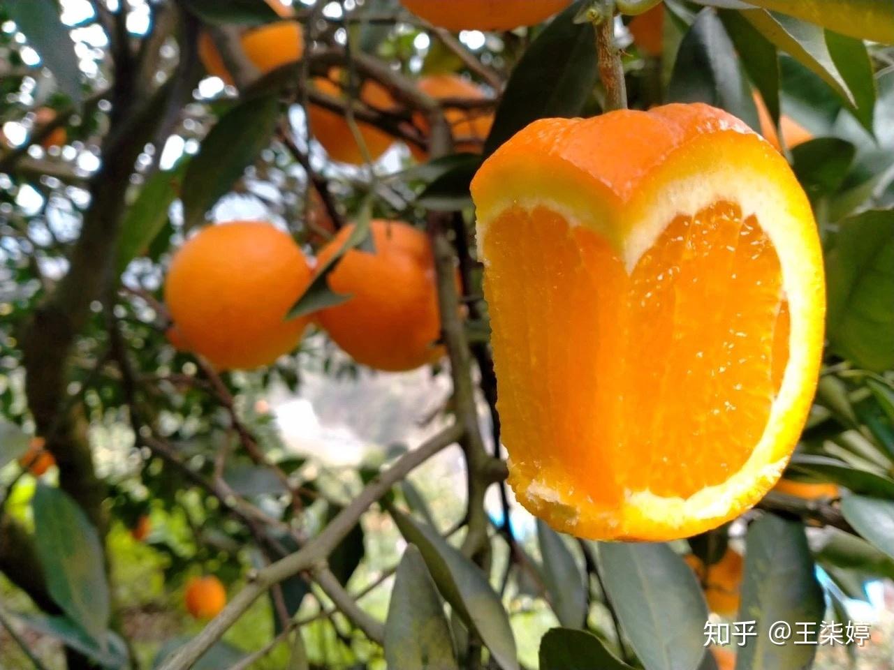 奉节脐橙哪个方向最好吃(奉节脐橙是什么)