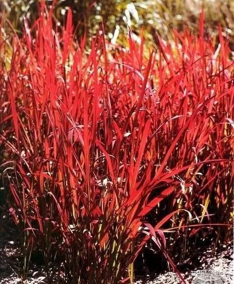 玩草佳品血茅草的鉴赏与养护