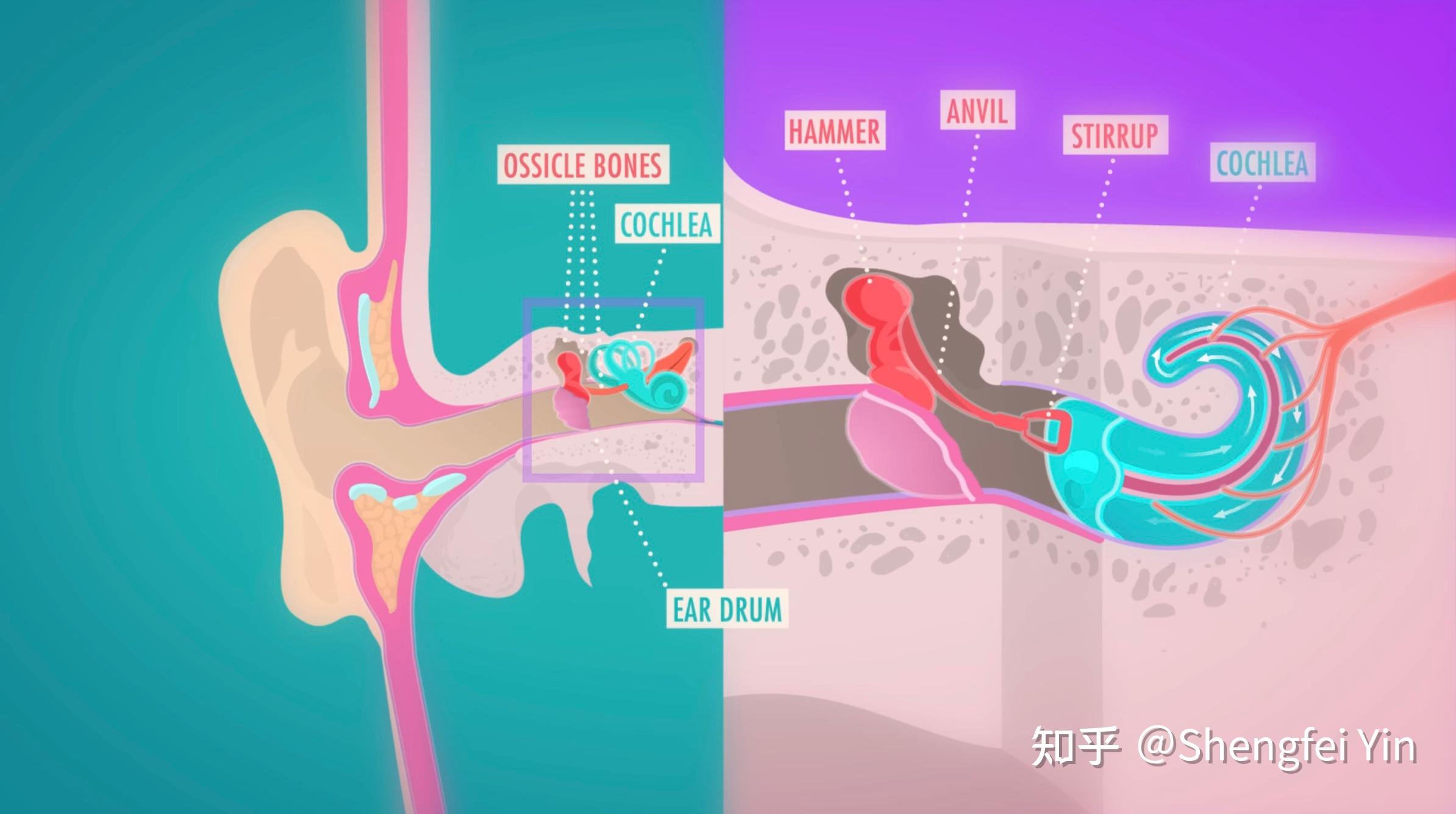 Homunculus Crash Course Psychology 6 知乎