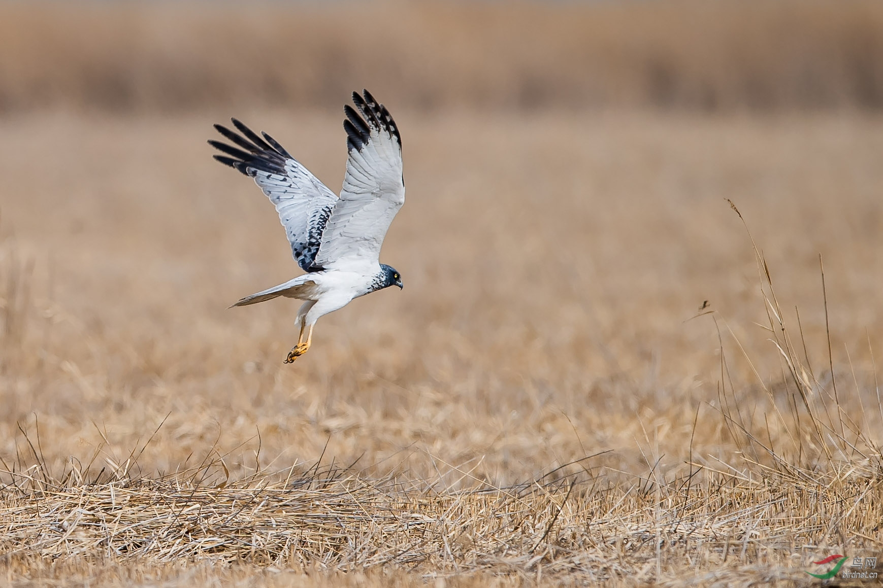 "袖珍杀手"——白尾鹞 - 知乎