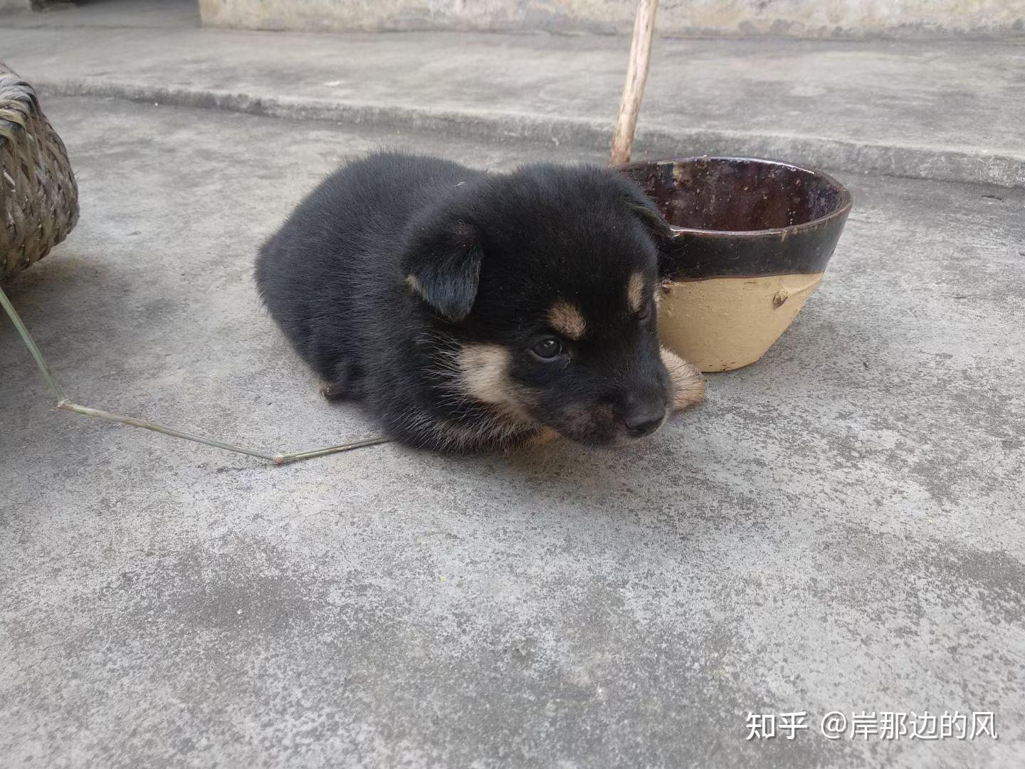 養中華田園犬四眼是種怎麼樣的體驗