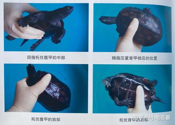 看商家一个个这么容易就把头捏出来？龟的保定都有哪些方式？ - 知乎