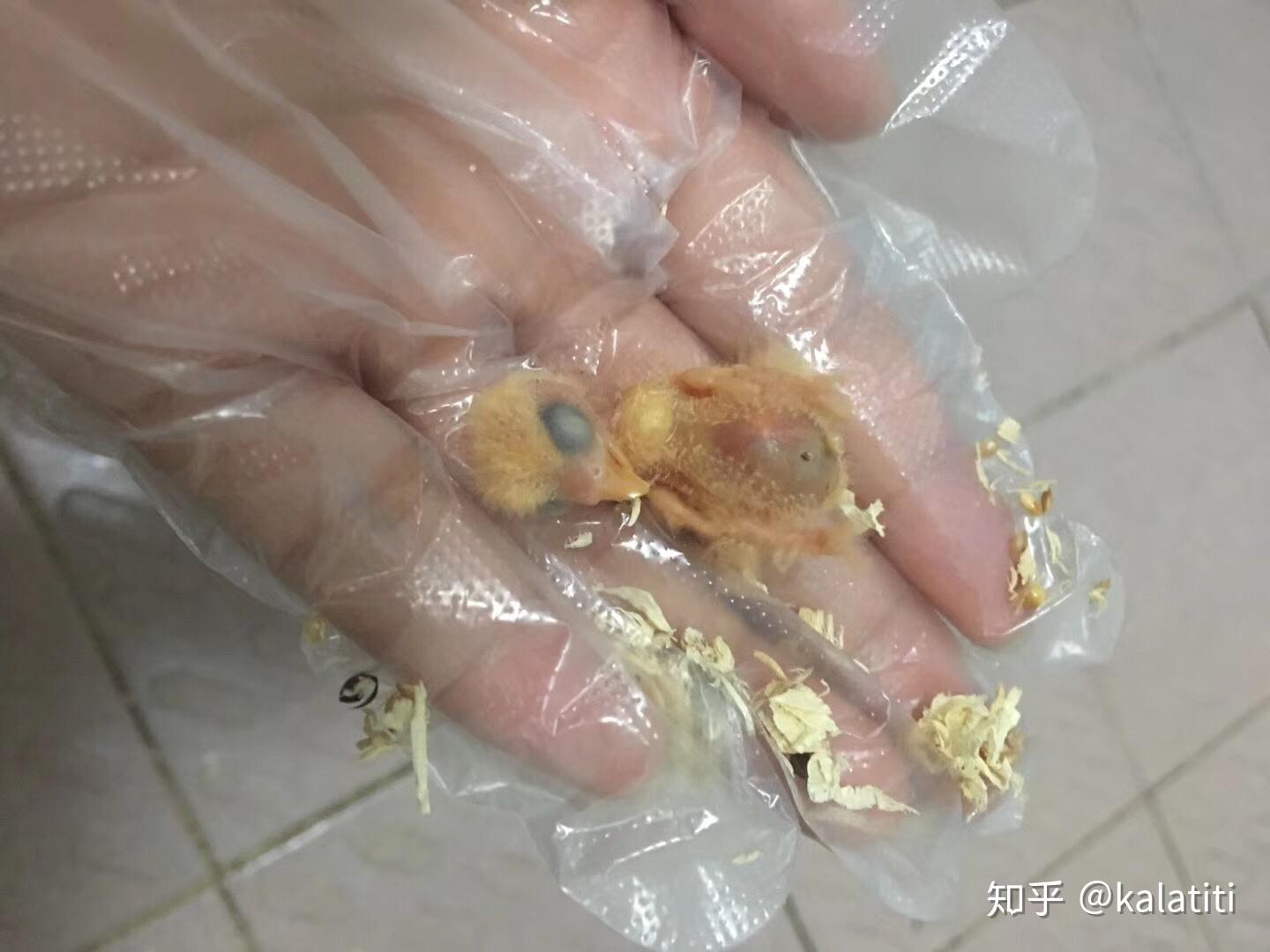 错误配对下居然负负得正了没想到第一次养鹦鹉就如此成功