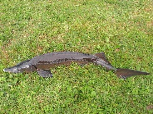 80 西南三百六十里,曰崦嵫之山,其上多丹木,其叶如楮,其实大如瓜,赤符