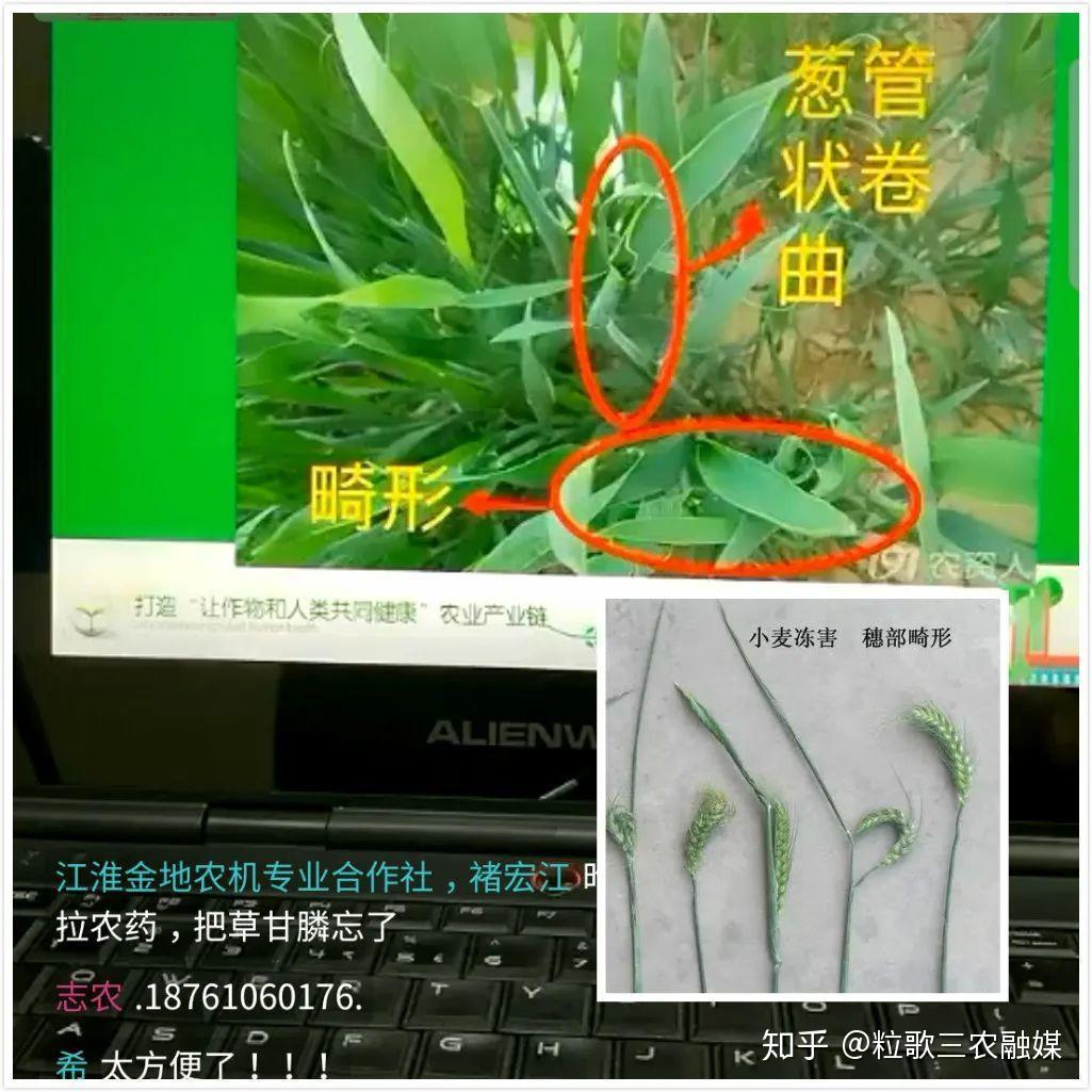 親耕田種植大戶倒春寒來了快進來聽聽小麥咋防治