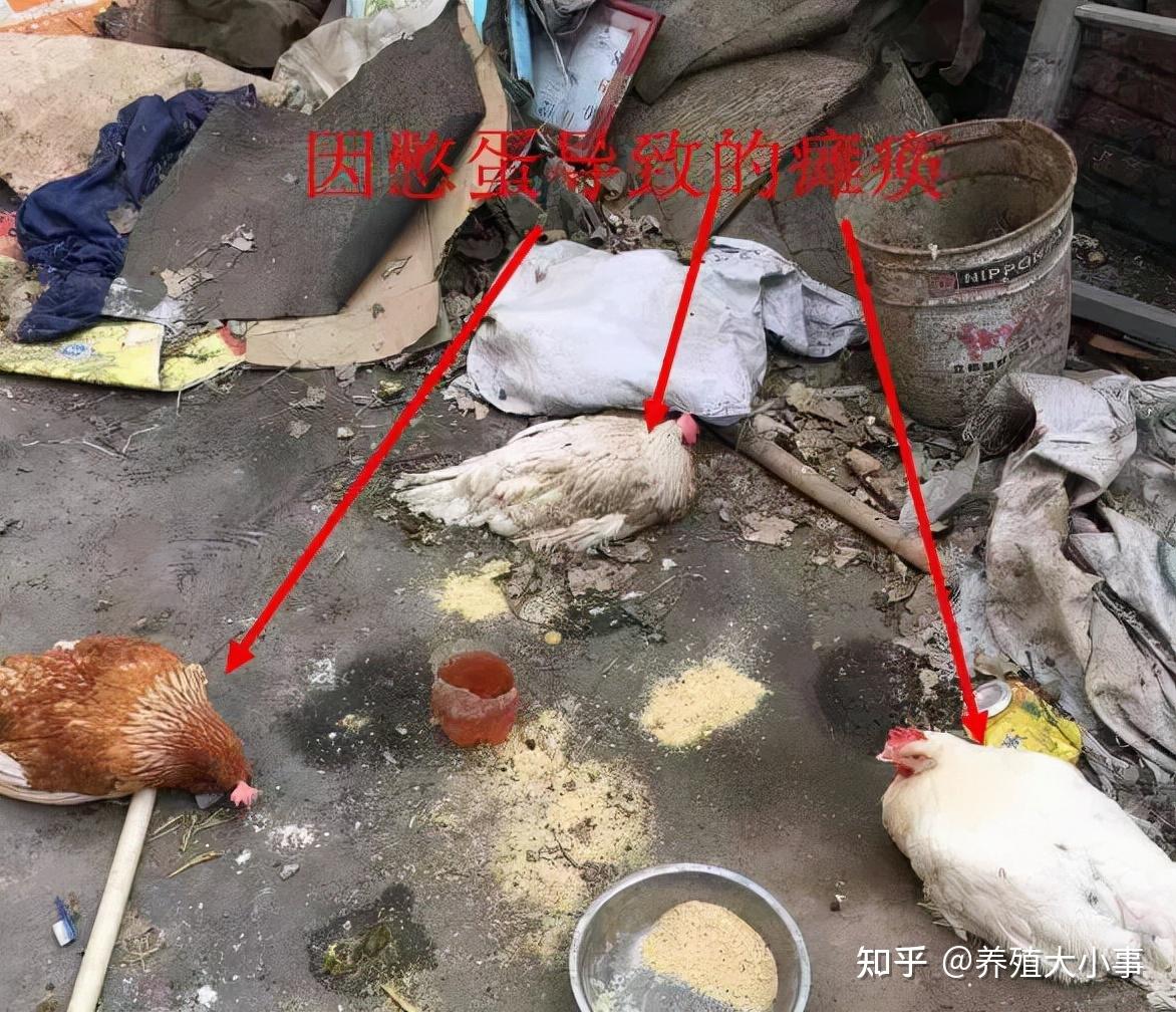 蛋鸡瘫痪、凌晨憋死鸡现象增多-需要从根源上解决! - 知乎