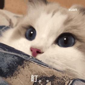 动图封面