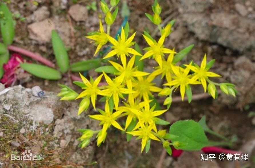 《昆虫记》笔记图解--我的荒石园