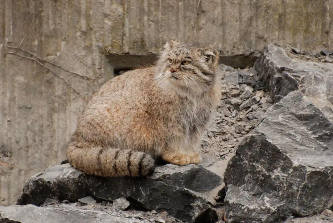 猫科动物大赏 | 关于兔狲的10个趣事 - 知乎