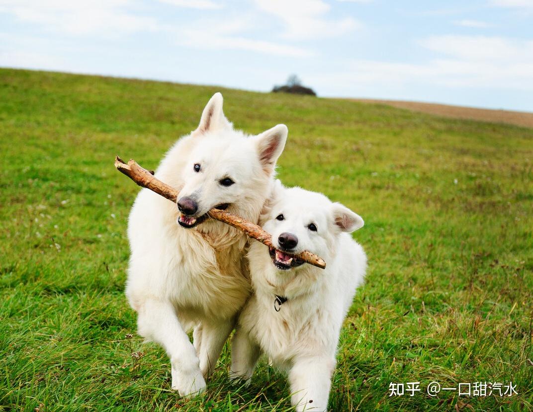 养一只狗,它会孤独吗?两只会不会更好? - 知乎