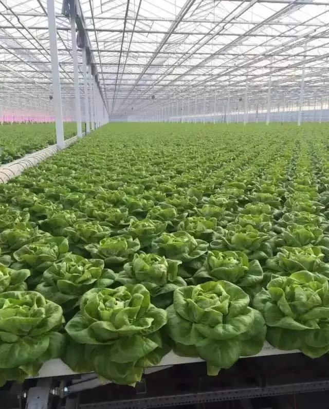 蔬菜为主题的休闲农业园 - 知乎