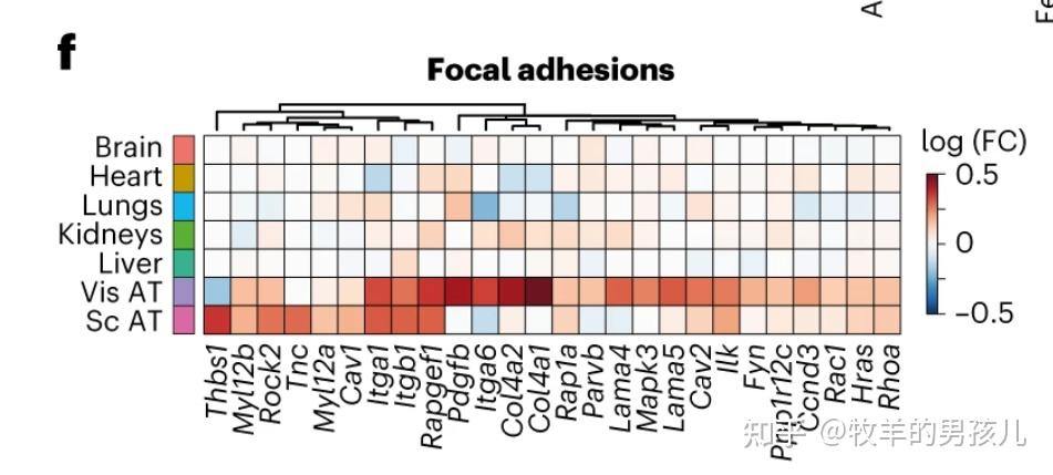 跟着Nature Metabolism学作图:R语言ggplot2热图组合树图和双层分组标记 - 知乎
