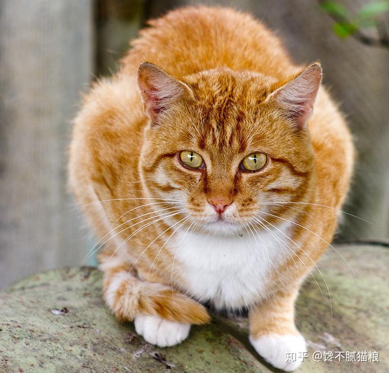 猫咪尾巴状态所表达的情绪