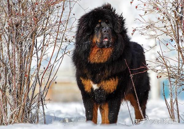 一獒战三虎,藏獒为什么不能当警犬?