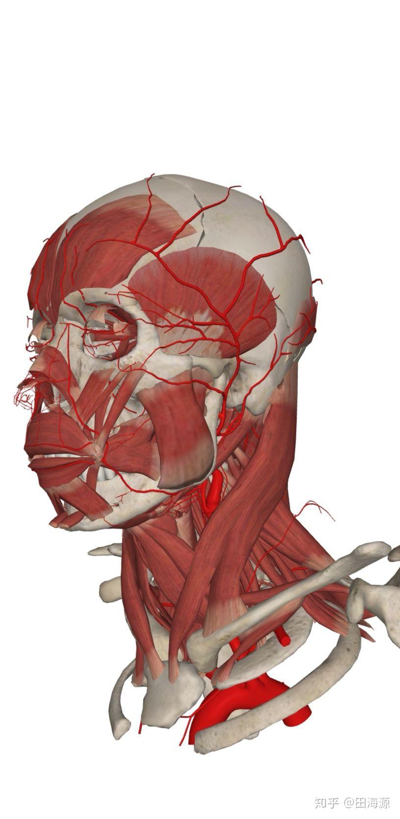其次,头面部布满神经,当颈椎紊乱会压迫脊神经,头面部肌肉筋膜紧张会